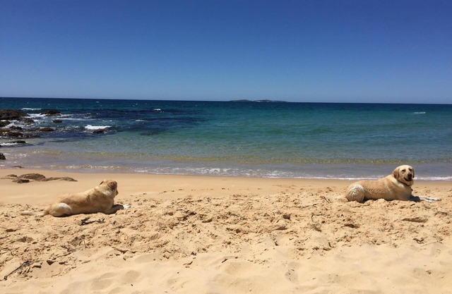 60s beach house Dalmeny - Best Pet Friendly accommodation