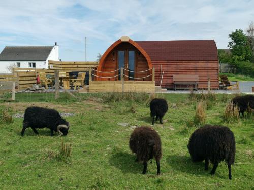Achmeney Glamping larger than Average pod
