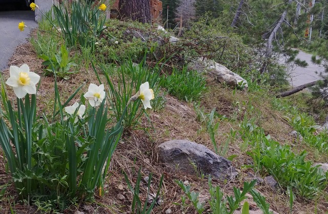 Alpine Meadows Retreat w/Hot Tub -North Lake Tahoe