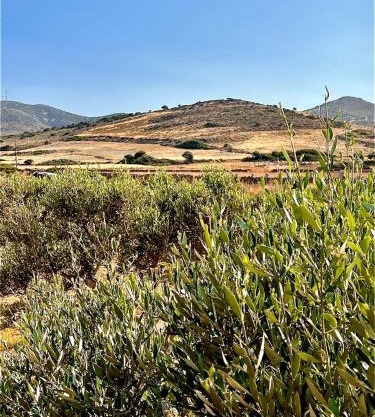 Ampelonas Antiparos