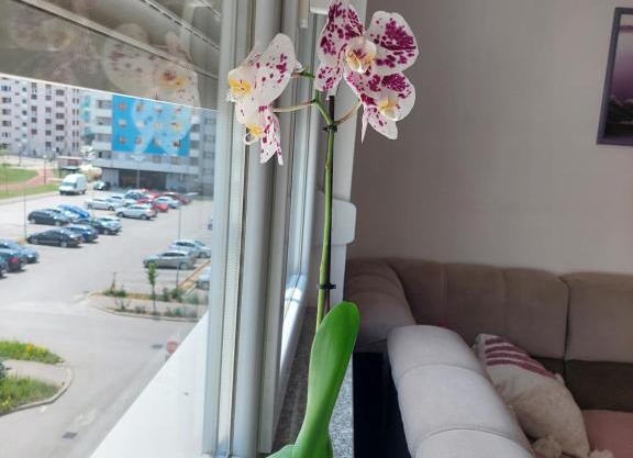 Apartman Andrea