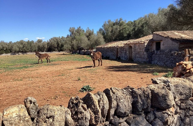 Apartment "Hogar" Homeoffice/vacation on the Finca Can Maiol. A place to relax