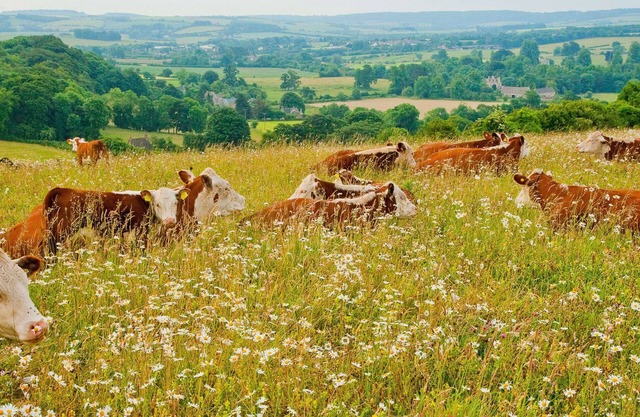 Architectural gem on an acclaimed cotswold farm /1