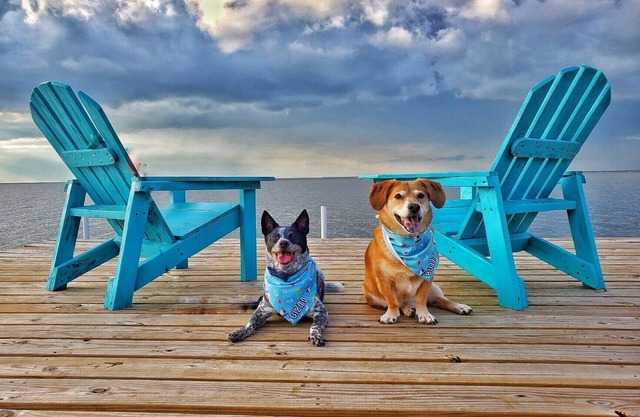Bayfront Cottage. Private pier! Sunsets! Sunrises! 4 acres of peace and quiet!