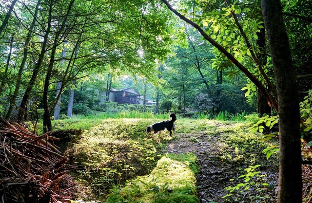 Beautiful Brevard Waterfall Home with Private Nature Trails, Dog Friendly