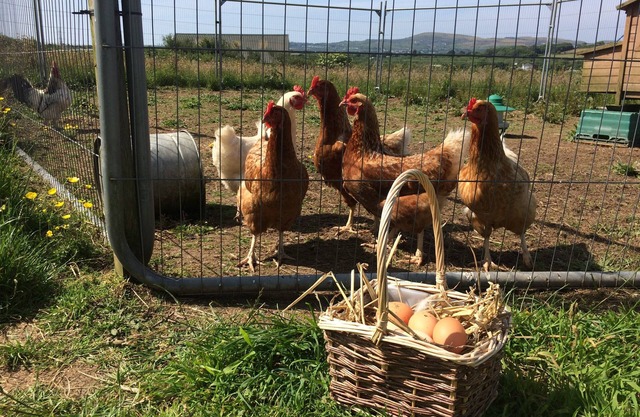 Beautiful Mena Farm, Lanivet, Bodmin - 3 x Bedrooms, Cosy, Family & Dog-Friendly