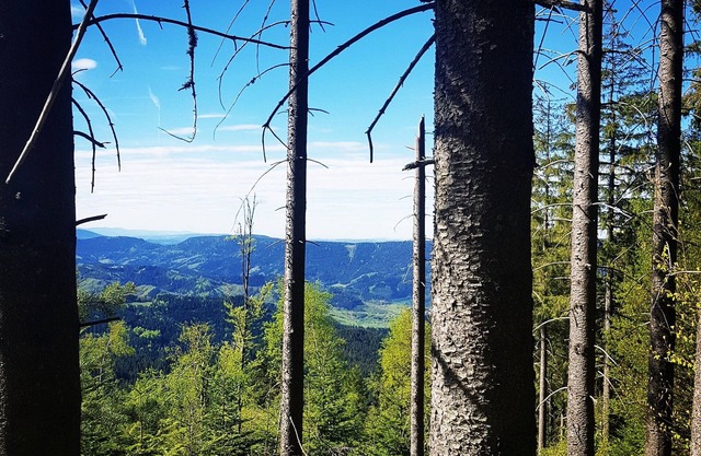 Black Forest Freudenstadt