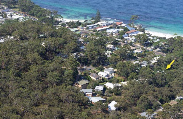 Black Wattle at Hyams Beach