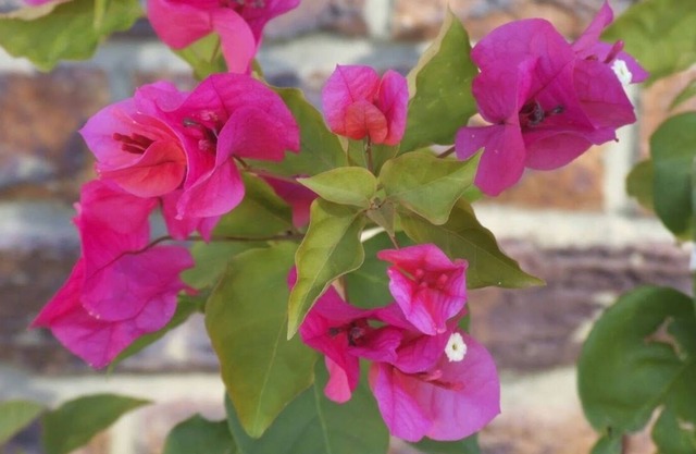 Bougainvilla- Beautiful and charming lakefront villa