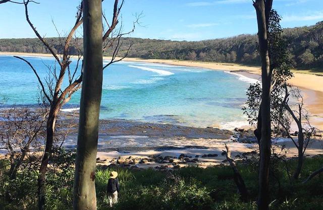 Burrawang at Depot Beach