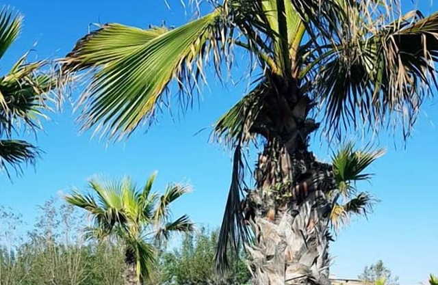 Camping Village Misano