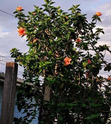 Casa com Sacada e Churrasqueira em Tramandaí/RS