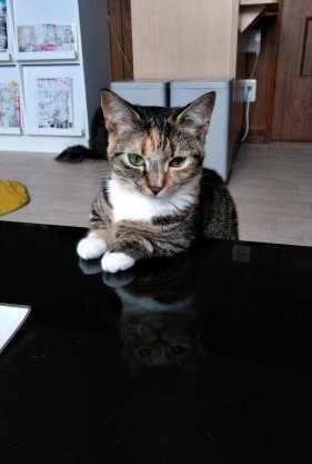 Cat Cafe & Stay Cultus's Home