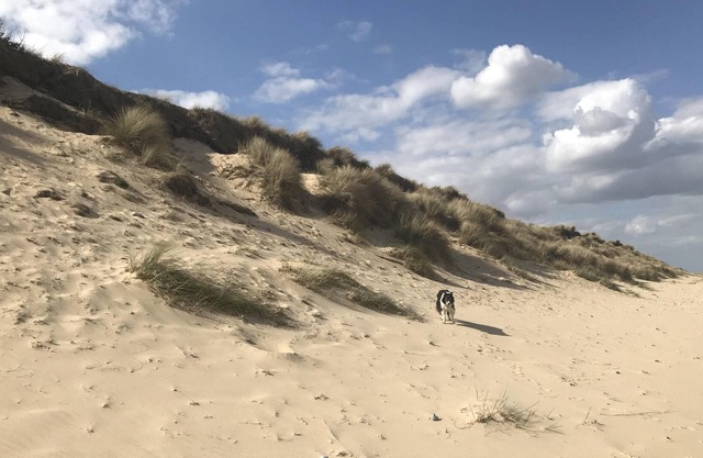 Chalet by the beach. Peaceful setting. Pets stay free.