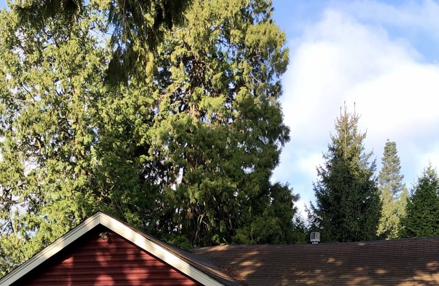 Charming Cabin 2 Blocks from the Salt Water Beach