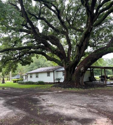 Charming Oak