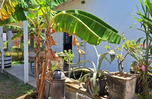 Cozy Tropical Escape-1 Bedroom