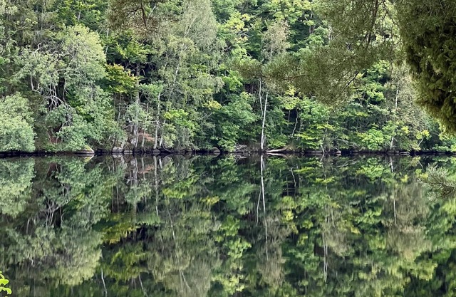 Cozy vacation home with a view of the water and forest. Pet friendly.