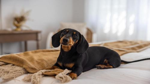 Crackers - Pet Friendly, Jetty Location, Walk to Restaurants