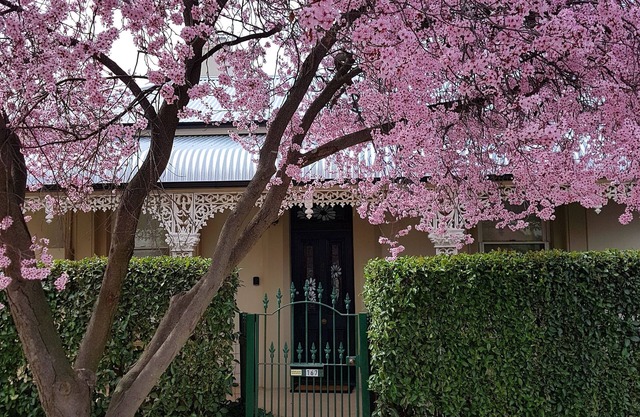 Daisy Cottage - Excellent location close to CBD