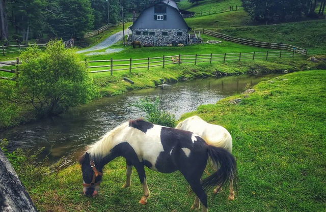 Entire Barn: Farm Stay w/Petting Zoo, Tube Slide & Ziplines