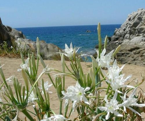 Giglio di mare Marzamemi