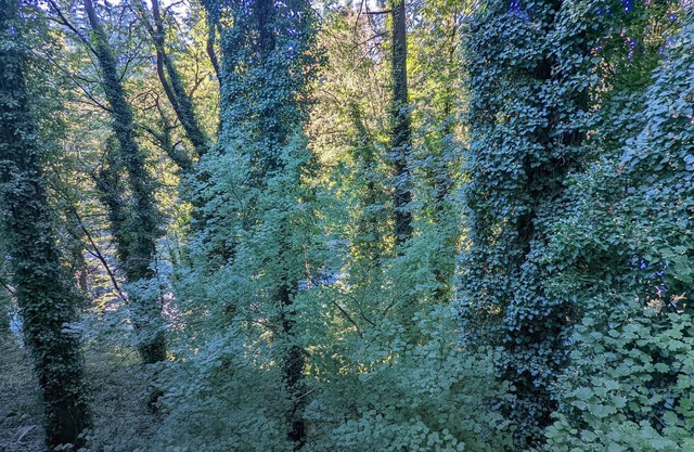🌲Gorgeous Naturescape Getaway close to it all!🌲