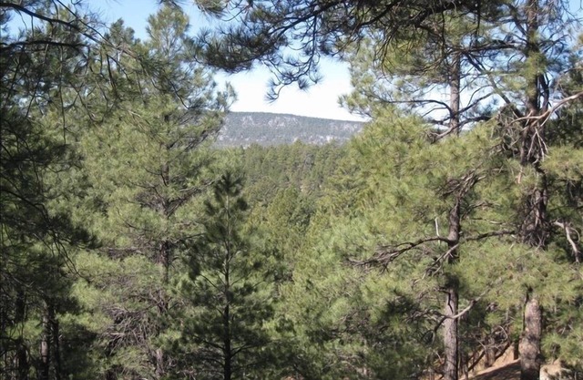Great Reviews and all home conveniences - Fully Remodeled Cabin!