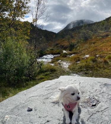 Hardanger Camping Allhovden Mountain & fjord
