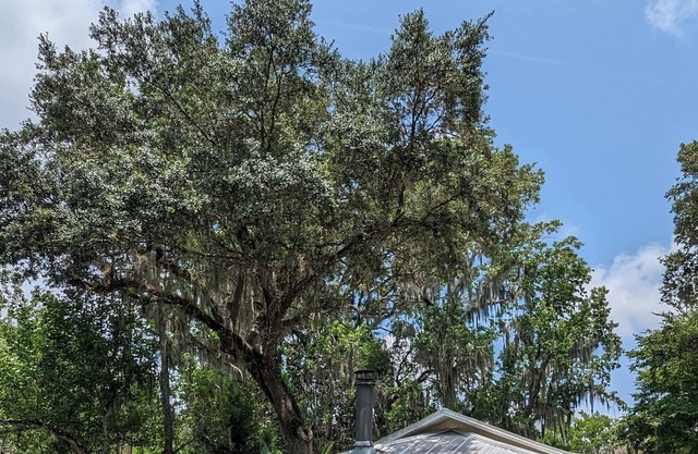Historic Cottage minutes from the Homosassa River, Wildlife Park! Pet-friendly