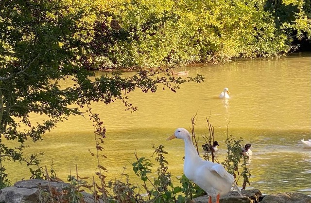Hunters Cabin- Farm Stay