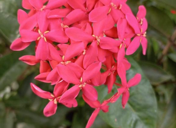 Kamatha Ceylon