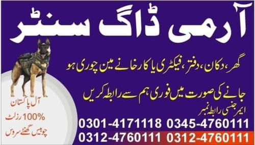Khoji Dog Center Mianwali