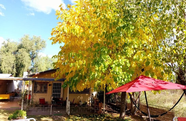 La Pepita
