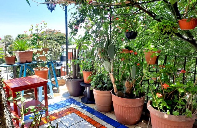 La Terraza del Pochote