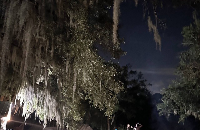 Lake Front Cottage under the Oaks.
