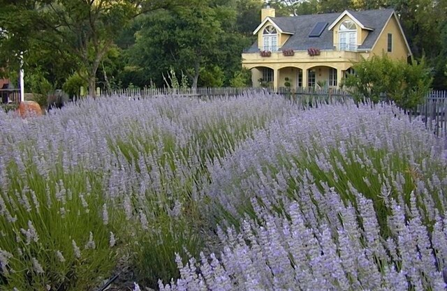 Le Jardin - Relax in our Glen Ellen retreat, just a hop away from Sonoma Plaza