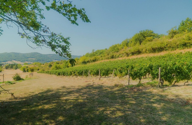 Le saule - les gîtes du bruchet