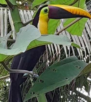 Los Paniquines Ecolodge