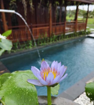 Lotus cottage