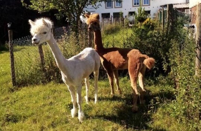 Mobile home "Eifel Domizil" with wallbox