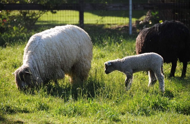 Namaste Farms; Private Working Wool Sheep Farm in Heart of Wine Country 501c3