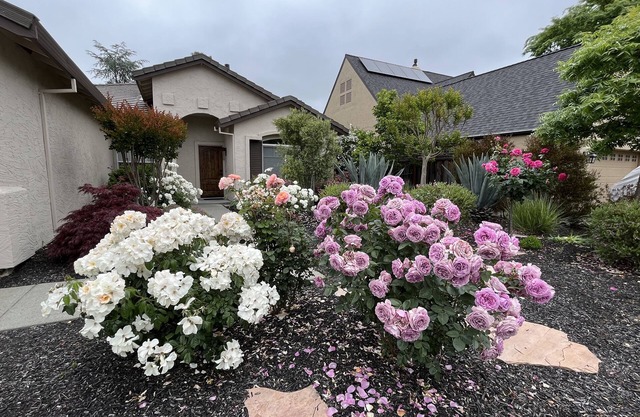 Napa Yountville Luxury - Open Concept - Outdoor Living