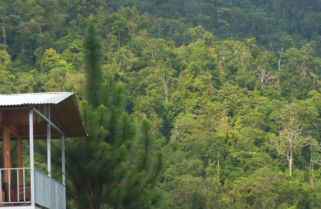 Native Baru : Morpho Cabin