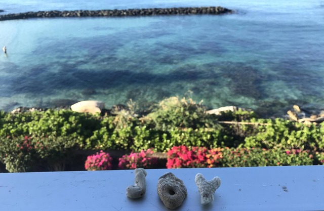 Oh the views! Oceanfront condo: Dolphins, Turtles & Sunsets oh my!