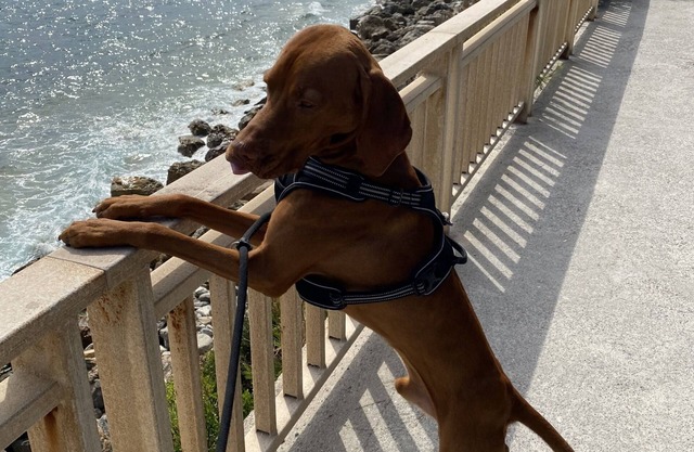 Oslo: Trade fair/business/holiday apartment