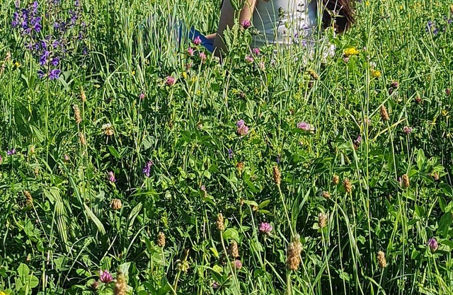 Pâquerette "une Prairie en Provence"