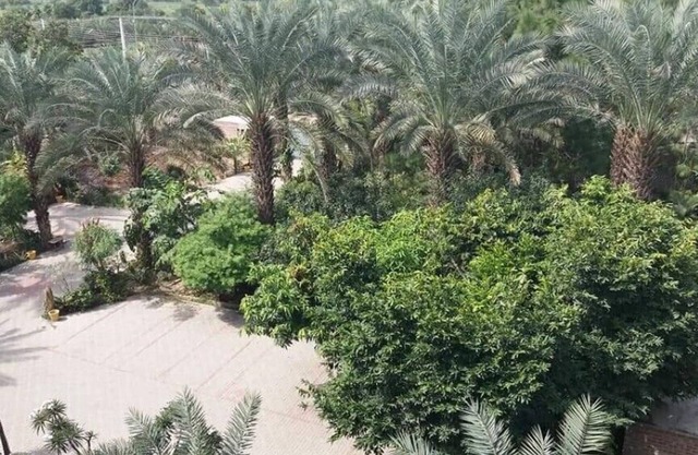 Palm View Hotel