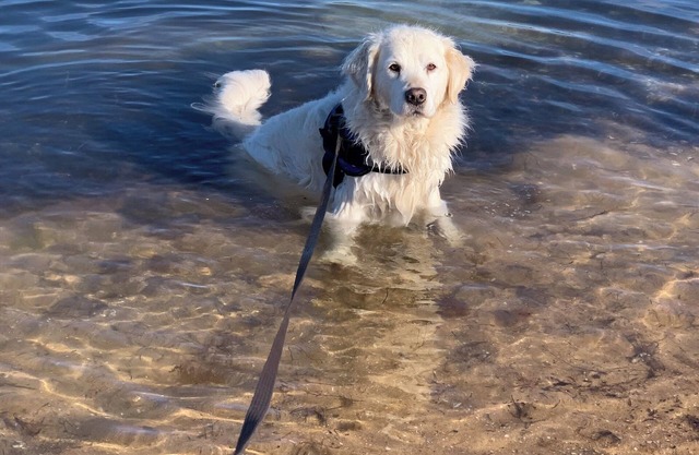 Pet Friendly 2 min walk to Beach, Shops, 5 min walk to Dog Beach Tassells Cove