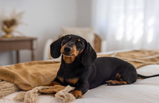 Pet-Friendly, Designer Studio, Convenient Location